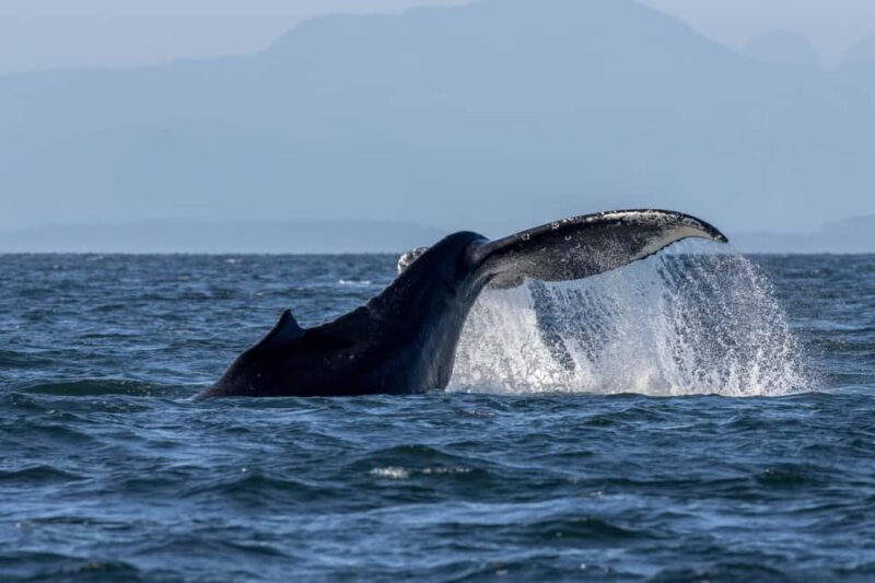 Private Whale Watching Nanaimo - Open Boat - Key Points