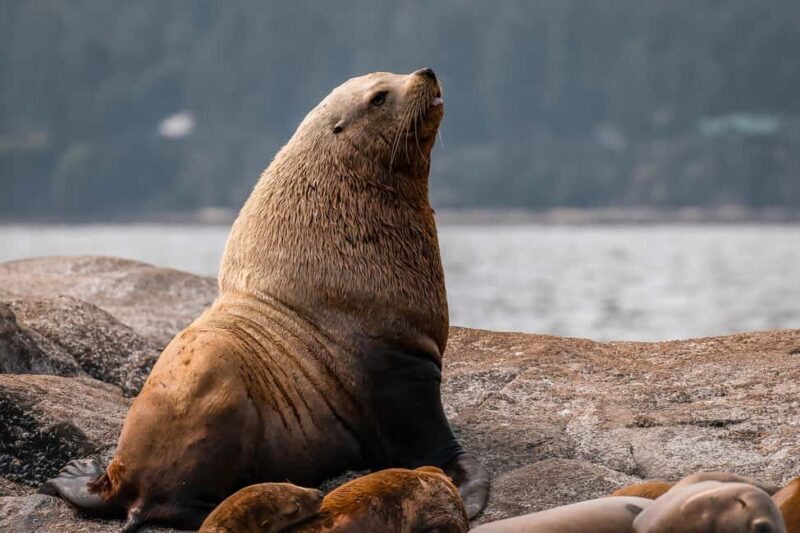 Private Whale Watching Nanaimo - Open Boat - Who Should Consider This Tour?