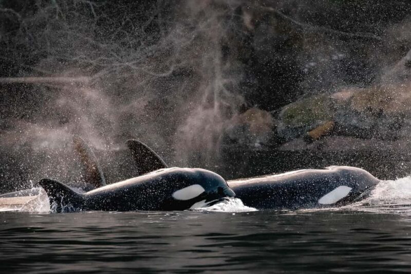 Private Whale Watching Nanaimo - Semi-Covered Boat - An Introduction to the Experience