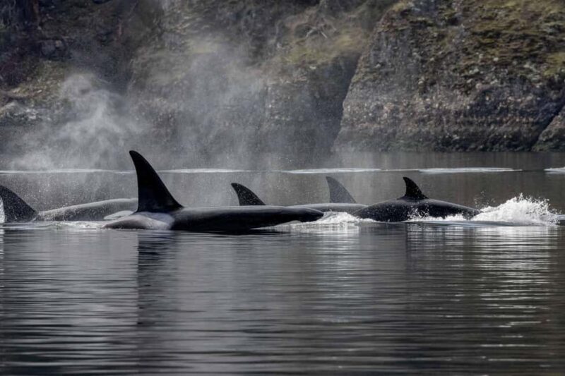 Private Whale Watching Nanaimo - Semi-Covered Boat - What You Can Expect