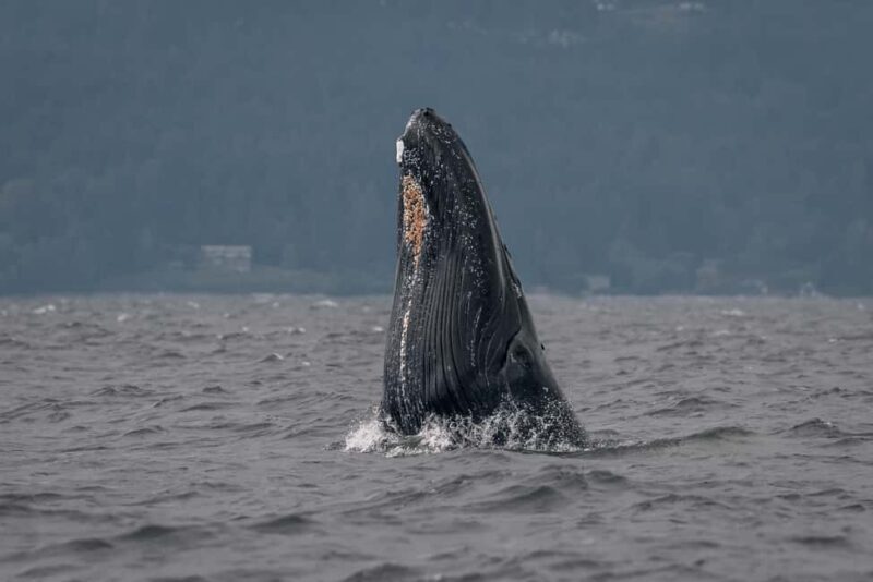 Private Whale Watching Nanaimo - Semi-Covered Boat - Pricing and Value