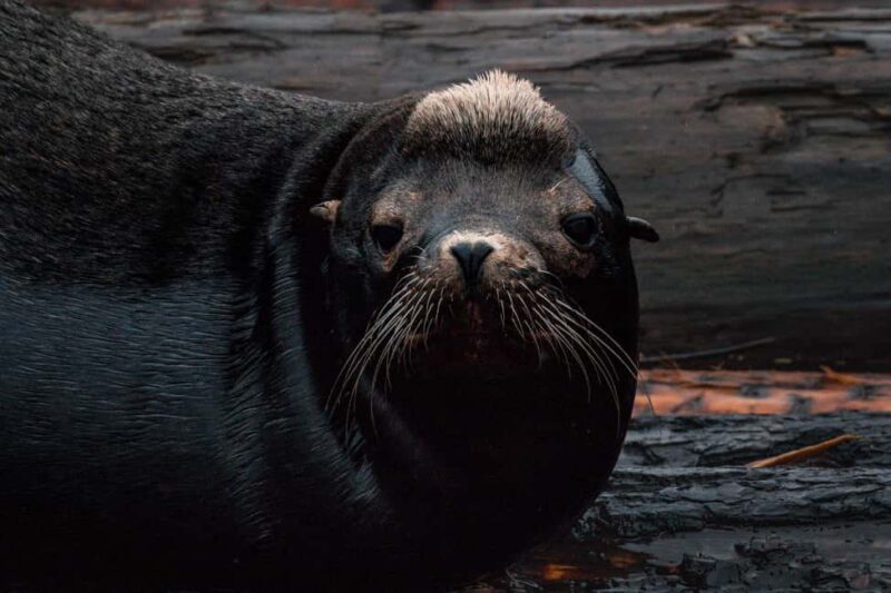Private Whale Watching Nanaimo - Semi-Covered Boat - Frequently Asked Questions