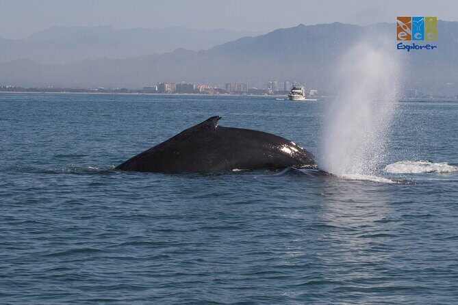 Private Whale watching Puerto Vallarta - FAQ