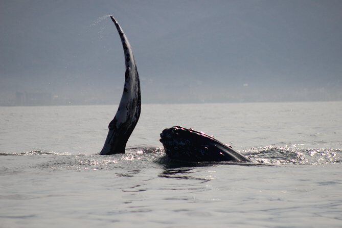 Private Whale Watching Tour in Puerto Vallarta - An In-Depth Review of the Private Whale Watching Tour in Puerto Vallarta