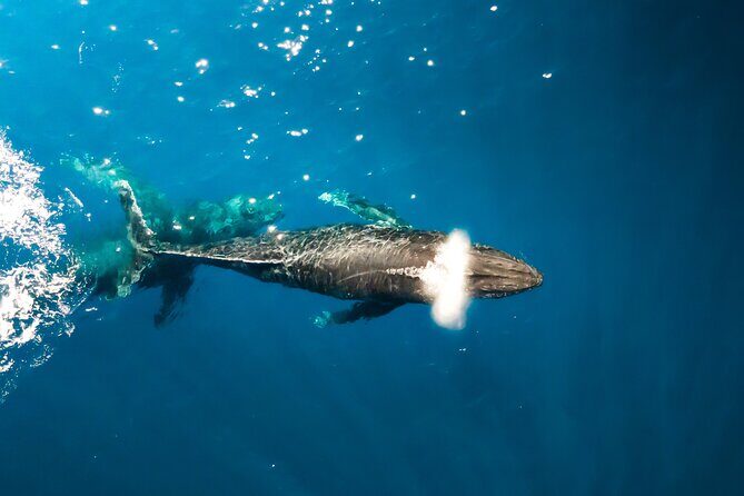 Private Whale Watching Tour of Oahu - An In-Depth Look at the Whale Watching Experience
