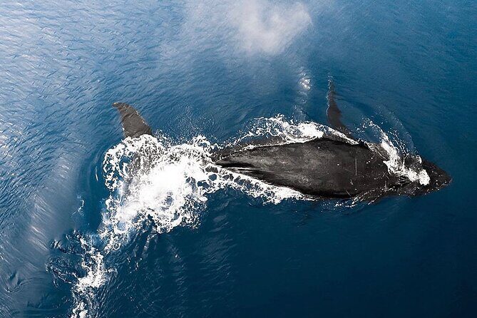 Private Whale Watching Tour of Oahu - Who Should Consider This Tour?