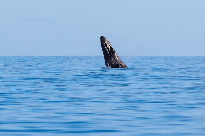 Private Whale Watching Tour of Oahu - FAQ