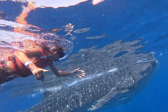 Private Whale Watching Tours in Isla Mujeres - Key Points
