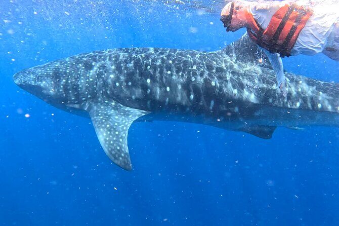 Private Whale Watching Tours in Isla Mujeres - An In-Depth Look at the Tour