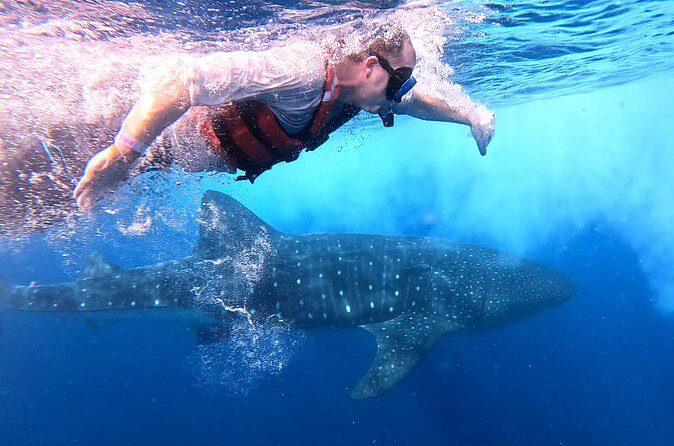 Private Whale Watching Tours in Isla Mujeres - FAQs