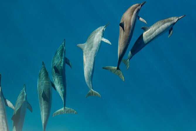 Private Wild Dolphin Encounter Day Trip - Detailed Overview of the Experience