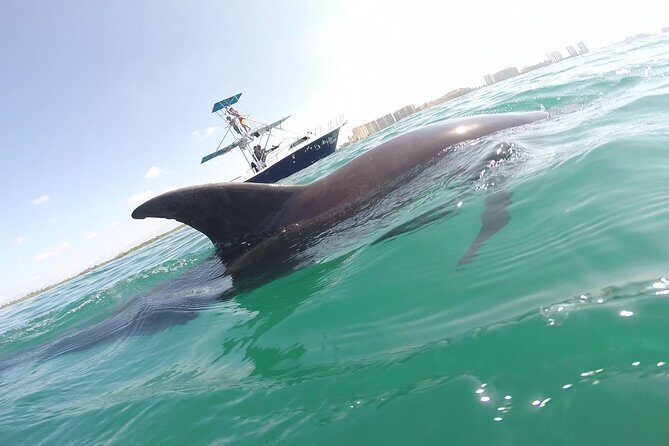 Private Wild Dolphin Encounter in Puerto Vallarta - Key Points