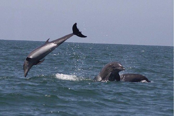 Private Wild Dolphin Encounter in Puerto Vallarta - Practical Considerations