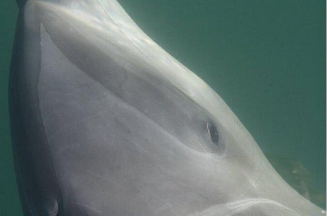 Private Wild Dolphin Encounter in Puerto Vallarta - Final Thoughts: Who Will Love This Tour?