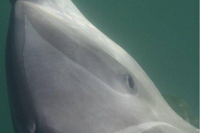 Private Wild Dolphin Encounter in Puerto Vallarta - Frequently Asked Questions