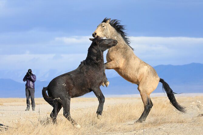 Private Wild Horse Photo Safari from Tooele - What to Expect from the Tour: An In-Depth Look