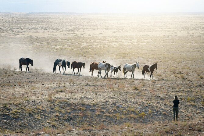 Private Wild Horse Photo Safari from Tooele - Authentic Encounters and Why They Matter