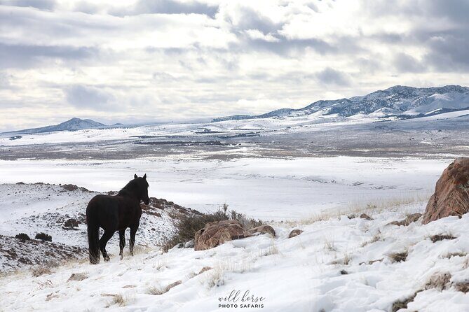 Private Wild Horse Photo Safari from Tooele - Who Will Love This Tour?