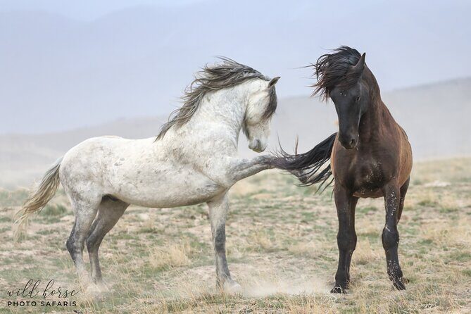 Private Wild Horse Photo Safari from Tooele - The Sum Up: Is This Safari Worth It?