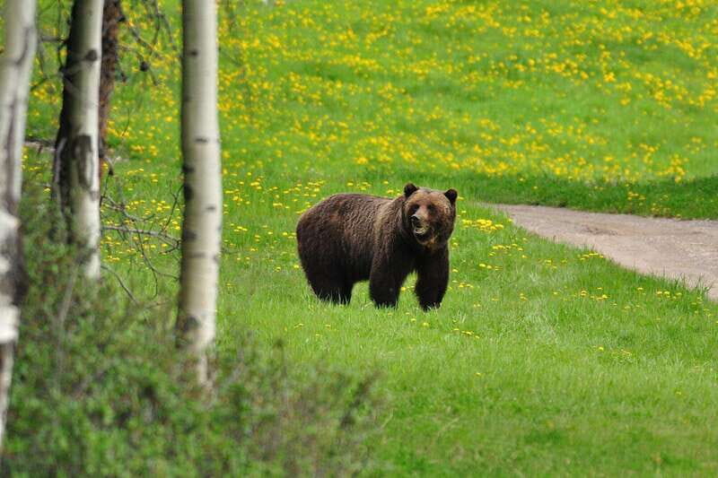 PRIVATE Wilderness and Wildlife Walking Tour - 2.5H - Key Points