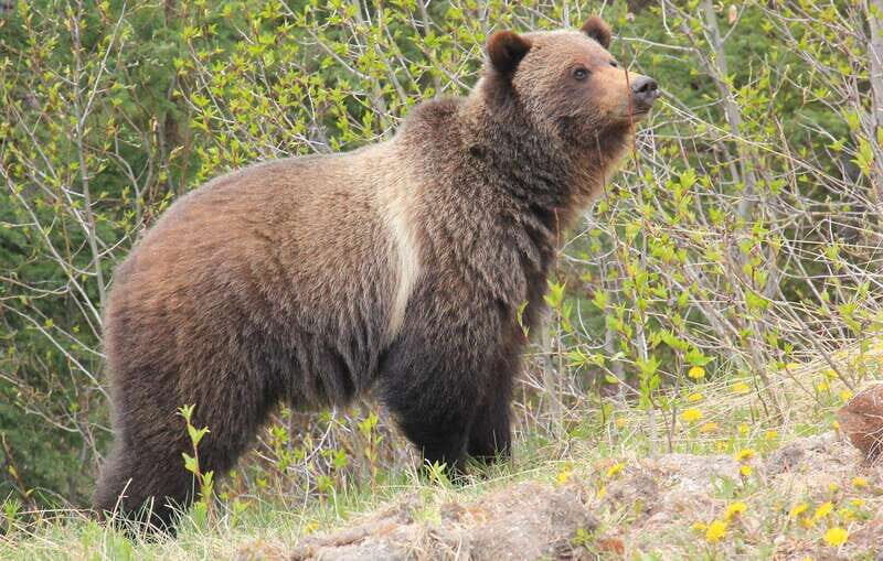PRIVATE Wilderness and Wildlife Walking Tour - 2.5H - What Travelers Say