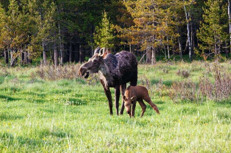 PRIVATE Wilderness and Wildlife Walking Tour - 2.5H - Who Will Love This Tour?