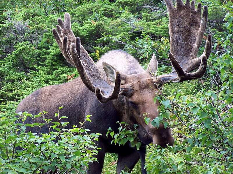 PRIVATE Wilderness and Wildlife Walking Tour - 2.5H - Final Thoughts