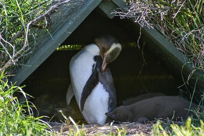 Private Wildlife and Penguin Tour in Dunedin with Ticket - Key Points