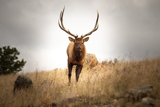 Private Wildlife Driving Tour in Rocky Mountain National Park - What Makes the Guides Stand Out