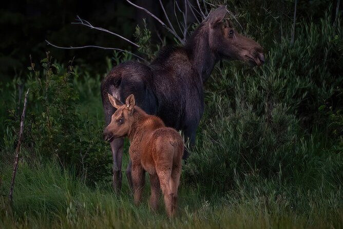 Private Wildlife Driving Tour in Rocky Mountain National Park - FAQ: Practical Questions Answered