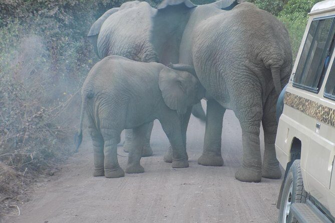 Private Wildlife Encounter at Tarangire National Park - An In-Depth Look at the Experience