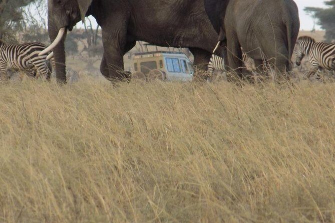 Private Wildlife Encounter at Tarangire National Park - Frequently Asked Questions