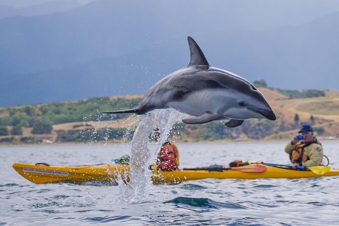 Private Wildlife Kayaking Tour - Kaikoura - The Practical Side: What to Expect