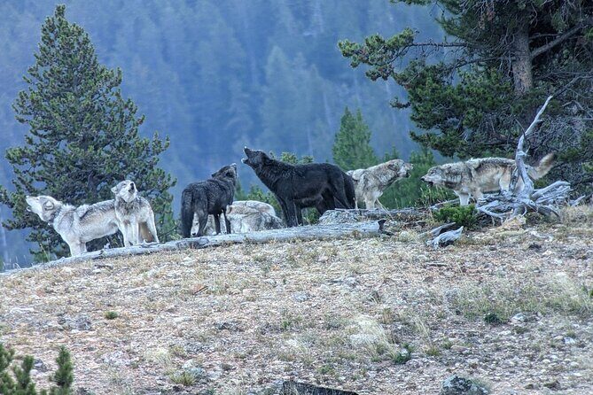 Private Wildlife Safari from West Yellowstone with Lunch - Key Points