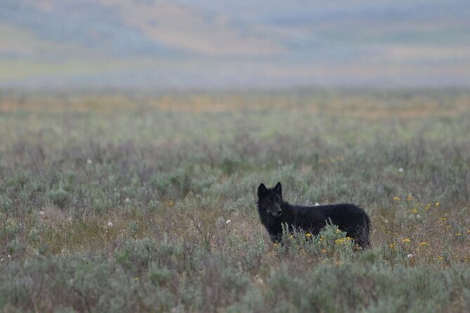 Private Wildlife Safari from West Yellowstone with Lunch - An In-Depth Look at the Experience