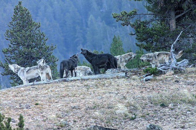 Private Wildlife Safari from West Yellowstone with Lunch - Summary