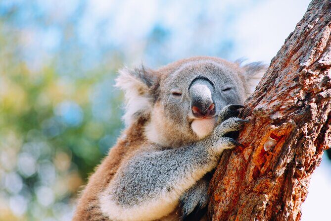 Private Wildlife Waterfalls and Wine Day Tour from Sydney - Key Points
