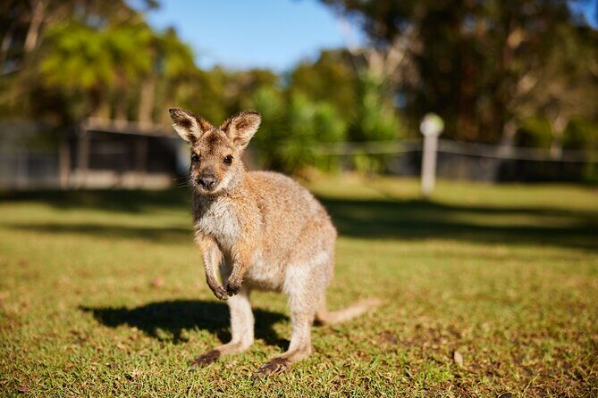 Private Wildlife Waterfalls and Wine Day Tour from Sydney - Who Will Appreciate This Tour?