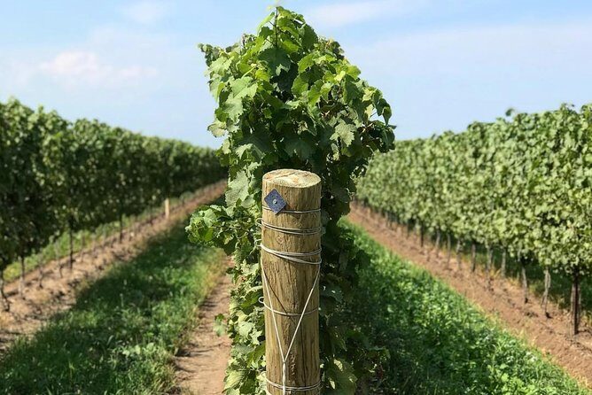 Private Wine & Charcuterie Tour (Customizable) - Who Will Love This Tour?