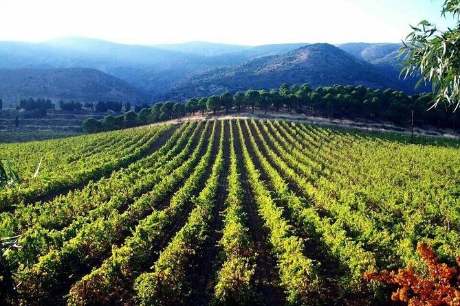 Private Wine Tasting Day Tour from Beirut - Key Points