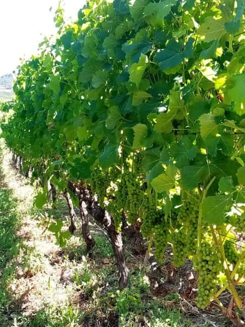 Private Wine Tasting tour - Key Points
