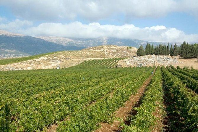 PRIVATE Wine Tasting Tour to the Bekaa Valey Fabulous Wineries - Frequently Asked Questions (FAQs)