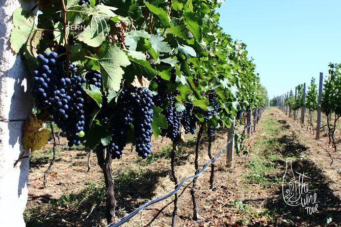 Private wine tasting & wine pairing tours - What to Expect from the Tour