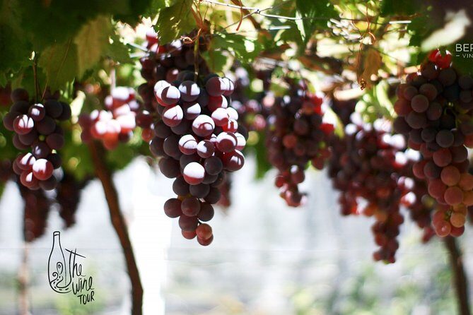 Private wine tasting & wine pairing tours - The Value of a Private, Customizable Tour