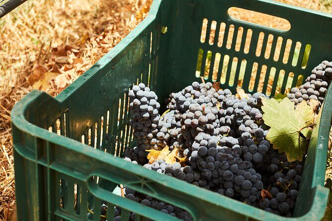 Private wine tasting & wine pairing tours - Logistics and Practical Tips