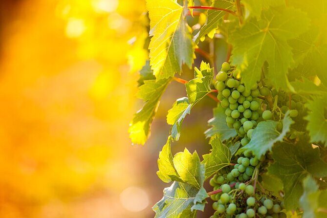 Private Wine Tour in Niagara-on-the-Lake w/ cheese & charcuterie - What’s the Experience Like?