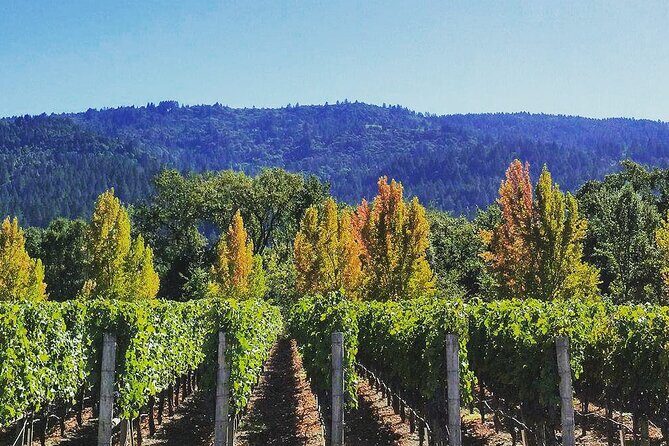Private Wine Tour of Napa Valley - What Travelers Say (Based on Reviews)