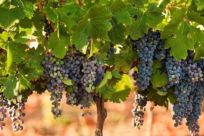 Private wine tour of Northern Israel - Practical Details