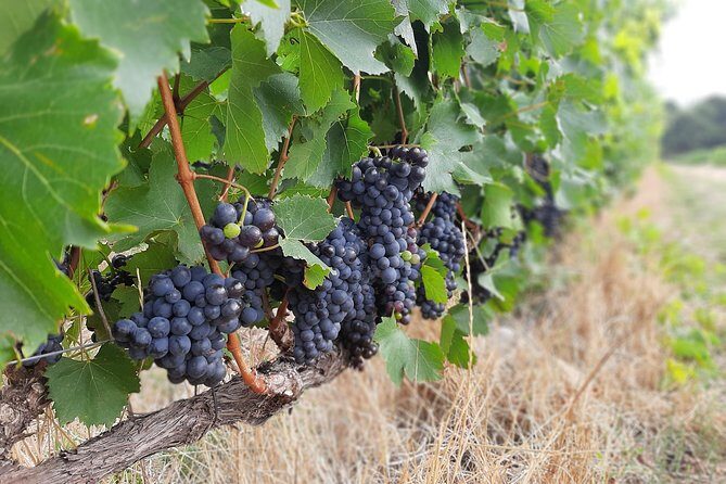 Private Wine Tour of Stellenbosch, Franschhoek and Paarl - An In-Depth Look at the Tour Itinerary