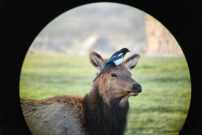 Private Winter Wildlife Tour and Wolves - The Sum Up